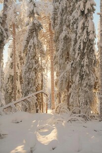 冬日雪覆树林静谧美景
