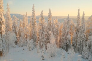 冬日雪覆松林美景