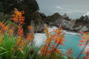 海边艳丽花卉与碧蓝海水