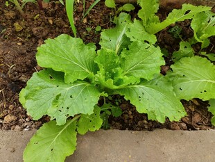 绿叶蔬菜生机勃勃的模样
