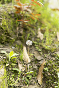 地面上的多样植物与落叶
