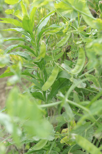 嫩绿植物特写