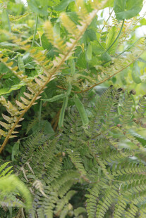 翠绿蕨类植物特写