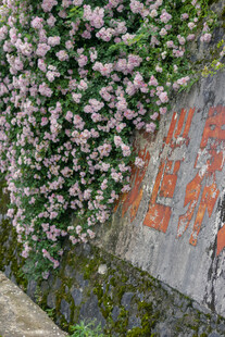 繁花覆墙 古韵景致