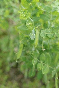 豌豆荚