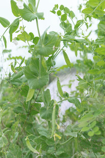 绿叶繁茂的植物景观