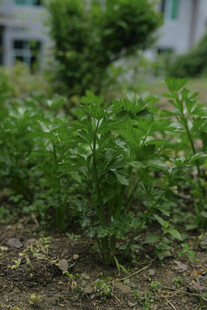 花园里的嫩绿植物