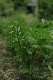 田间嫩绿蔬菜植株