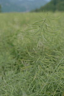 菜籽