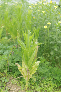 田野中的绿色植物
