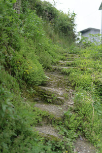 山间泥泞小径被绿植环绕