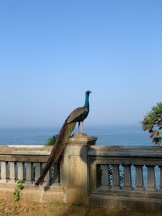 海边栏杆上的优雅孔雀