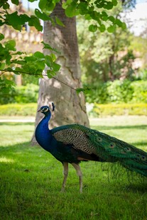草地上开屏的美丽蓝孔雀