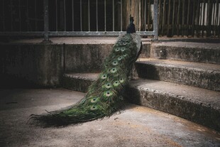 优雅孔雀于石阶处展风姿
