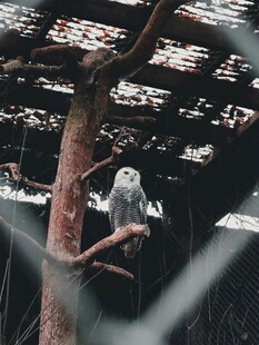 笼中飞鸟