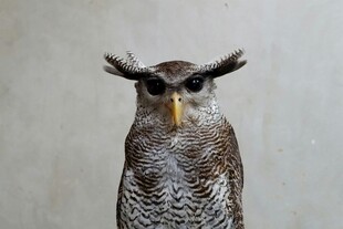 威严猫头鹰特写