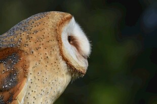 特写独特造型的蘑菇
