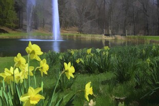 湖畔黄水仙与喷泉美景
