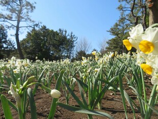 春日水仙花海绽放