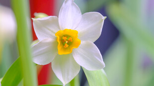 清新白色水仙花绽放