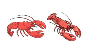 手绘龙虾素材
