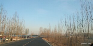 冬日空旷公路旁萧瑟树林