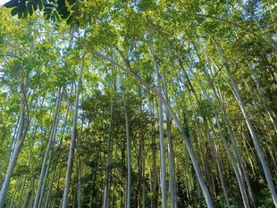 茂密森林中的挺拔树木
