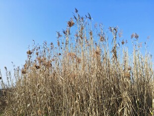 蓝天映衬下的枯黄芦苇丛