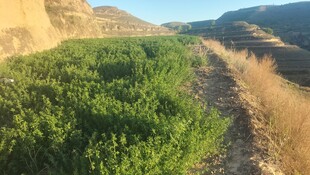 山间繁茂绿植与荒芜小径