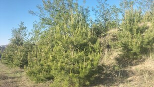 山坡上的茂密绿色植物