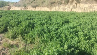 绿色繁茂农田景观
