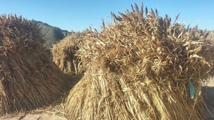 田野中的金黄秸秆堆