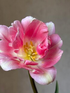 粉色优雅重瓣郁金香