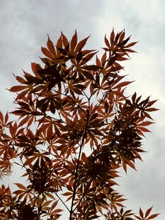 红褐树叶映于灰白天空