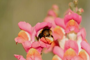 蜜蜂采蜜于娇艳花朵间