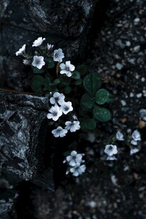石缝中的白色小花绽放