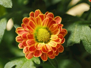 橙黄菊花绽放