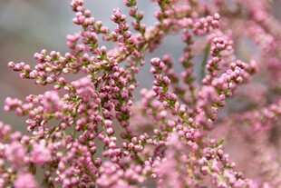粉色繁花绽放