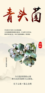 青头菌宣传海报