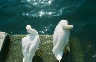 水边双白鸟