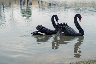 水中黑天鹅优雅游弋