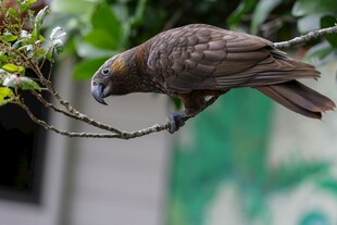 枝头栖息的棕色鸟儿