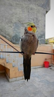 色彩艳丽的鸟儿栖息栏杆