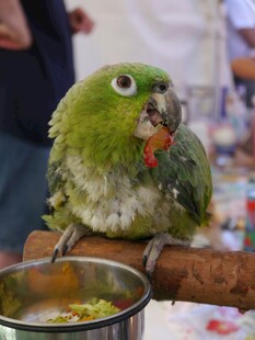 绿鹦鹉立于木杆进食