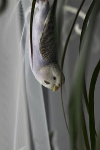 倒挂的鹦鹉