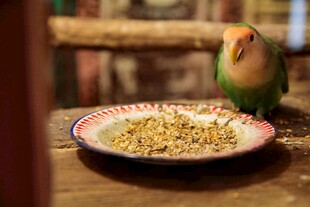 鹦鹉进食