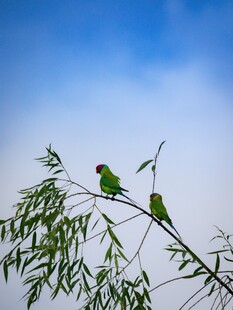 枝头双鹦鹉