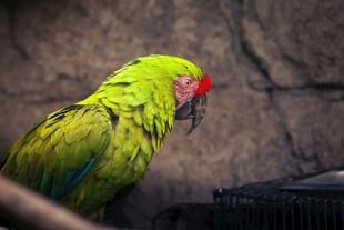 笼中绿鹦鹉