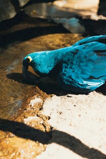 蓝鹦鹉俯身饮水