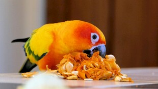 鹦鹉享用美味食物